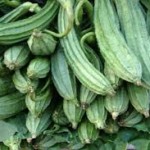 Sponge Gourd
